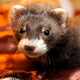 Illustration for article titled Americans React With Indifference After First Case Of Coronavirus Spreading To Pet Ferret
